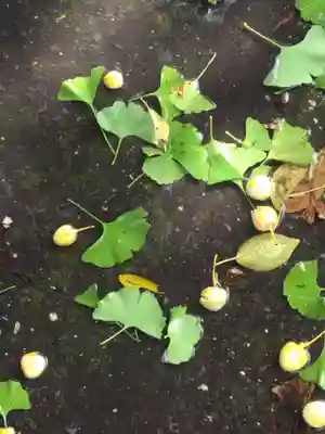 鶴若稲荷神社の自然