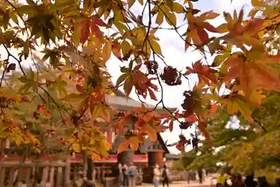 大山阿夫利神社の本殿・本堂