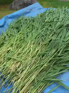 厚別神社(北海道)(2024年06月20日(木) 16時20分12秒投稿)