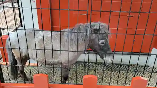 神田神社（神田明神）の動物