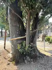 村國真墨田神社(岐阜県)