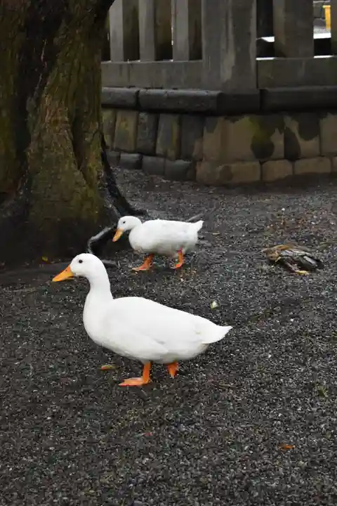 平塚八幡宮の動物