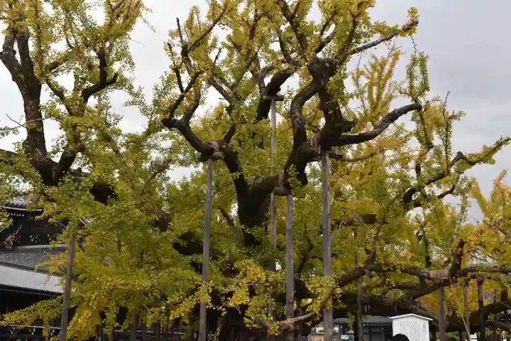 本願寺(西本願寺)の自然