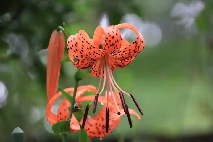 開成山大神宮の自然