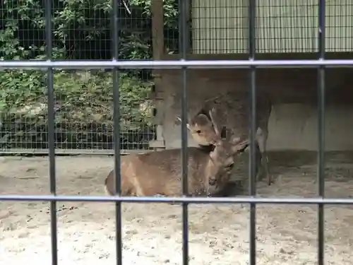 射水神社の動物