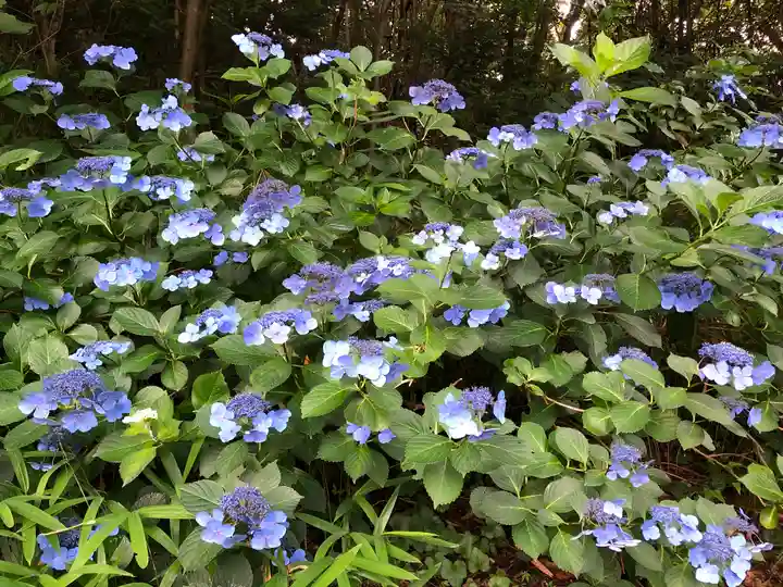 瀧谷不動尊 明王寺の自然