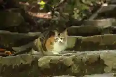 玉野御嶽神社の動物