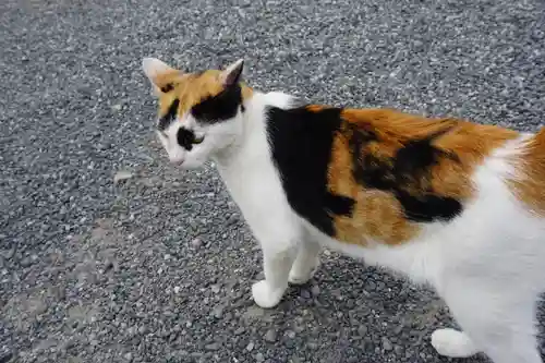 板倉雷電神社の動物