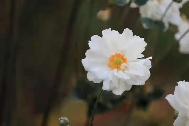 開成山大神宮の庭園