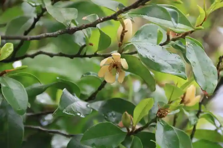 阿邪訶根神社の自然
