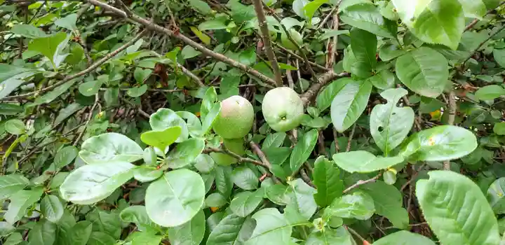 冠稲荷神社(群馬県)