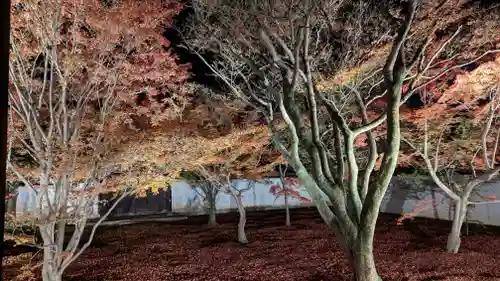 妙覺寺（妙覚寺）(京都府)