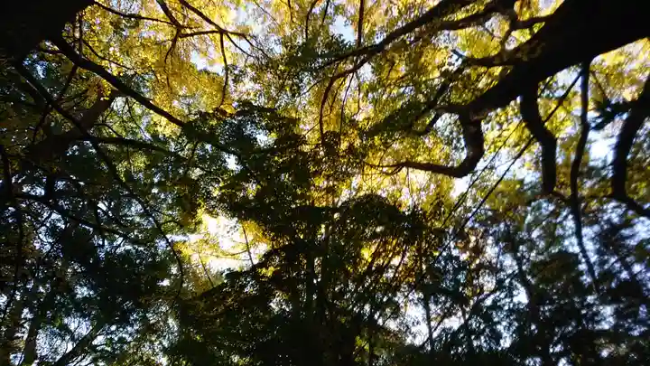 下総国三山 二宮神社の自然