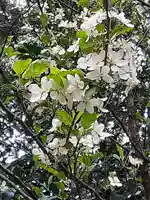 伏木香取神社の自然