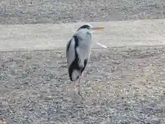 菅原院天満宮神社の動物