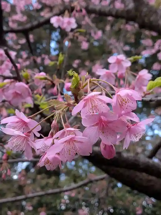 代々木八幡宮(東京都)