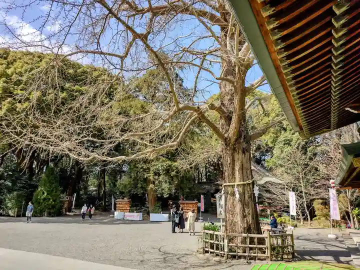 大宮八幡宮の自然
