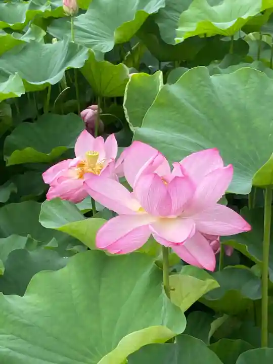 伊賀八幡宮(愛知県)