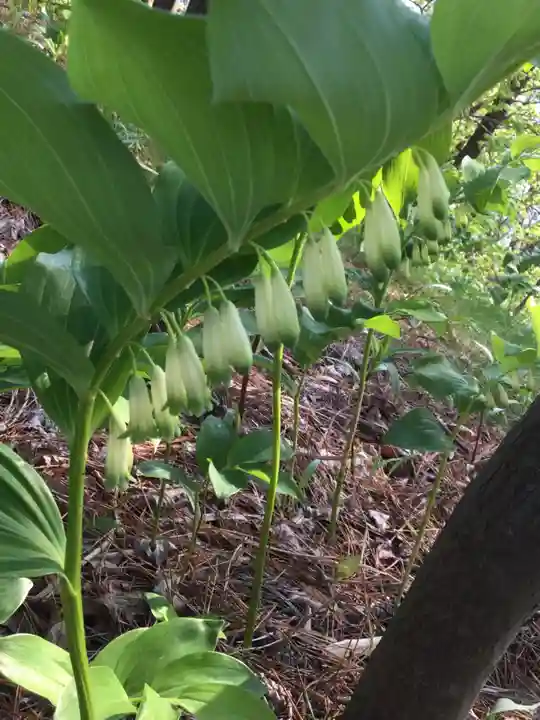 白山神社の自然