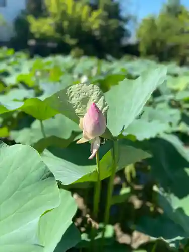 持明院(石川県)