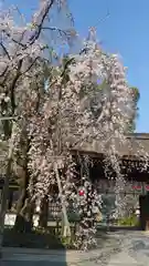 平野神社の自然