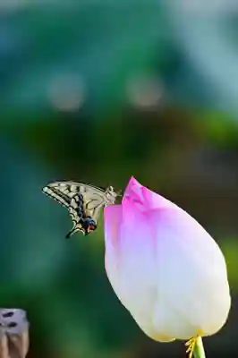 浄土寺(兵庫県)