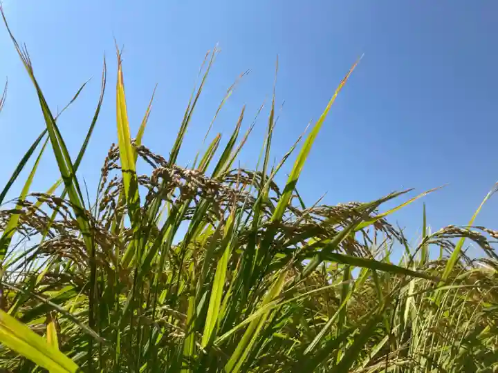 神吉八幡神社(兵庫県)