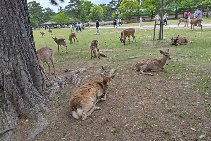 興福寺 五重塔(奈良県)