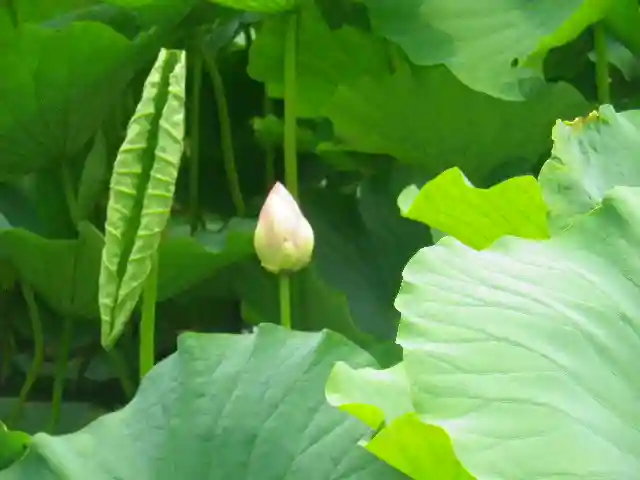 鶴岡八幡宮の自然