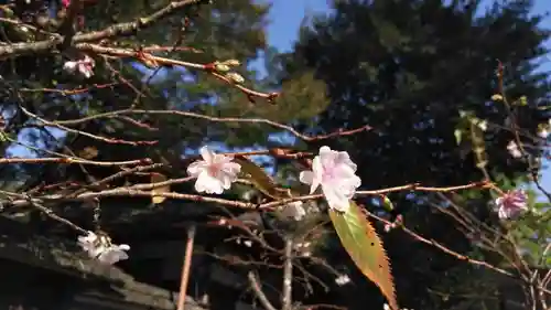 平野神社の自然