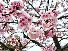 鶴岡八幡宮の自然