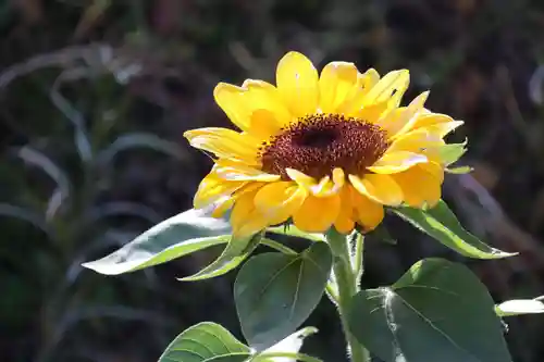 高司神社〜むすびの神の鎮まる社〜の庭園