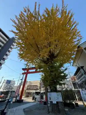 川越熊野神社(埼玉県)