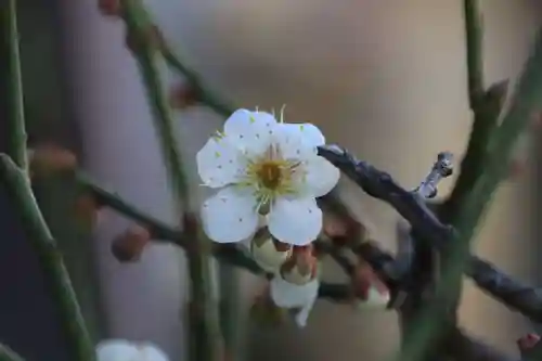 大鏑神社の自然