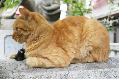 くまくま神社(導きの社 熊野町熊野神社)の動物