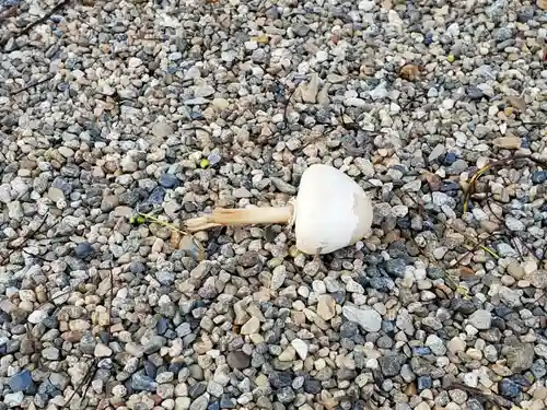 御坂神社の自然