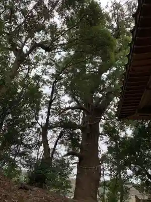 大宮神社の自然