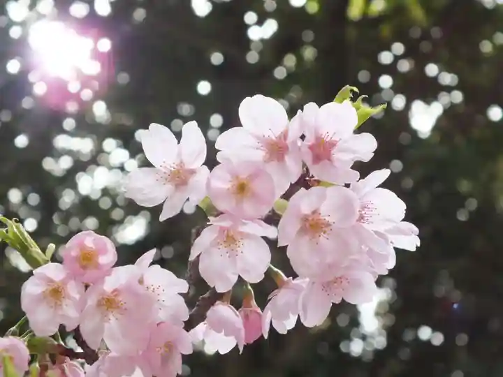 近江神宮の自然