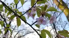 平野神社の自然