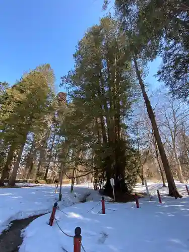 伊佐須美神社の自然