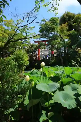 鶴岡八幡宮の庭園