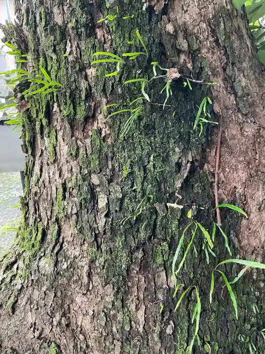 白金龍王社の{uncategorized: "未分類", other: "その他", undefined: "問題あり", building: "その他建物", grave: "お墓", sacred_gate: "鳥居", guardian: "狛犬", statue: "像", buddha: "仏像", history: "歴史", nature: "自然", garden: "庭園", animal: "動物", pagoda: "塔", temizu: "手水舎", mountain_gate: "山門・神門", sanctuary: "本殿・本堂", subordinate: "末社・摂社", art: "芸術", scenery: "景色", jizo: "地蔵", ema: "絵馬", goshuin: "御朱印", omikuji: "おみくじ", items: "授与品その他", amulet: "お守り", goshuincho: "御朱印帳", eats: "食事", festival: "お祭り", votive_dance: "神楽", shichigosan: "七五三参", wedding: "結婚式", experience: "体験その他", initially: "初詣", around: "周辺", anti_infection: "感染症対策"}