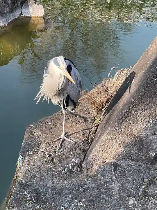 亀戸天神社(東京都)