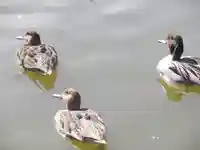 鶴岡八幡宮の動物