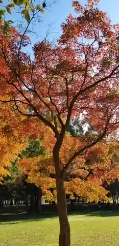 徳島稲荷神社の自然