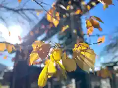 山家神社の自然