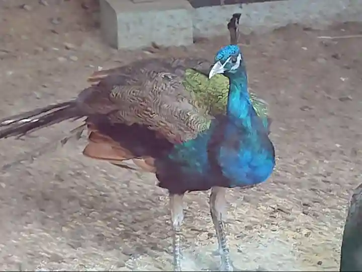岩槻久伊豆神社の動物