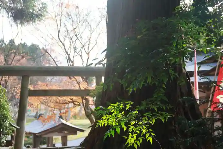 鹿島大神宮の鳥居