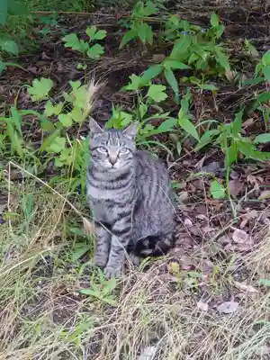 蘇我比咩神社(千葉県)