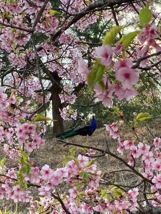 楽法寺(雨引観音)(茨城県)